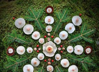 It Only Takes a Forest in Finland and Some Mushrooms for This Artwork…