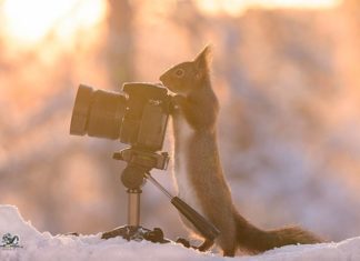 Amazing Squirrels Posing For Instagram