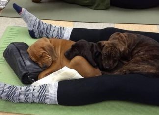 Pilates with Puppies – A New Gymnastic Trend At Asheville, North Carolina