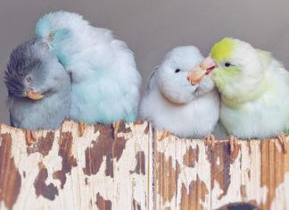 Girl Takes Pictures of Her Pastel Parrots, It’s the Most Beautiful Thing You’ll See Today