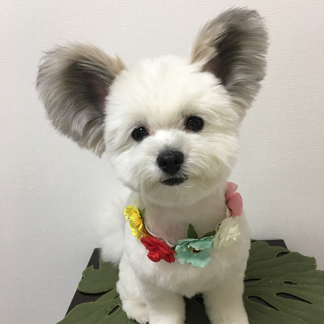 dog with mickey mouse ears