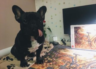 French Bulldog Named Potato is the Cutest Thing You’ll See