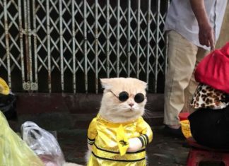 This is the Cutest Fish Vendor in Vietnam