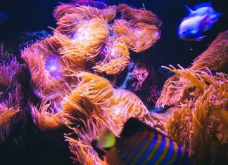 Sculptor Made Electrified Artificial Reef That Creates Habitat for Corals