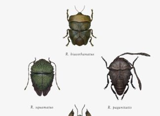 Illustrator Turns Insects Into “Star Wars” Characters