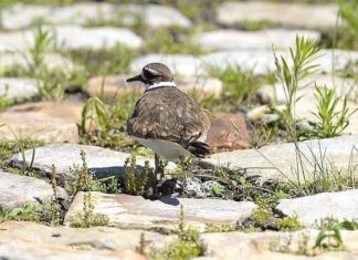 Festival Set-up Gets Delayed by Unlikely Culprit