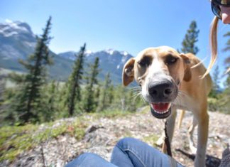 Photographer Turns Shelter Dogs Into Models