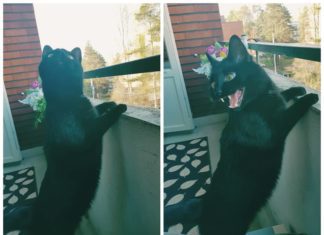 Kitten Has the Funniest Reaction to Being Allowed on the Balcony