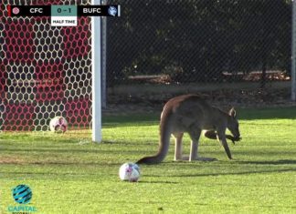 Kangaroo stops football match for over half an hour