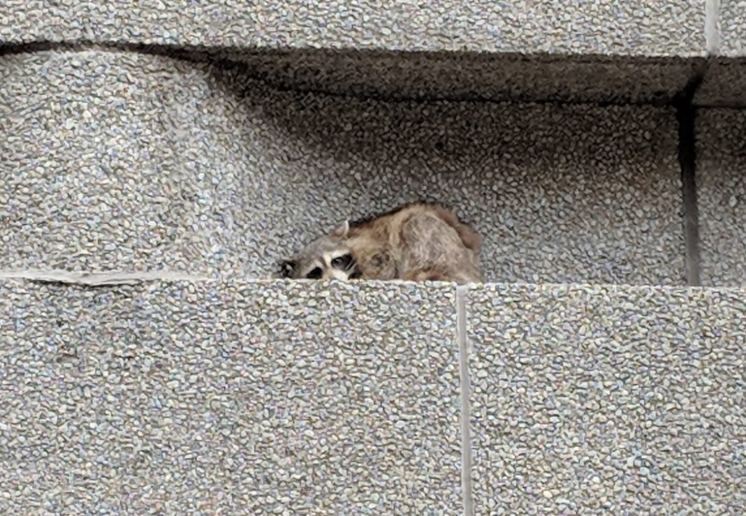 Raccoon Gets Everyone's Attention As He Climbs The 25Story Building in