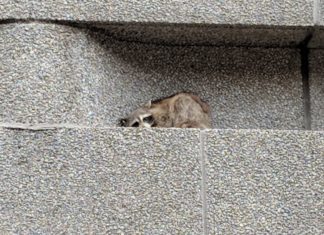 Raccoon Gets Everyone’s Attention As He Climbs The 25-Story Building in Minnesota
