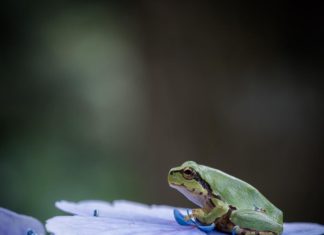 Japanese Photographer Takes Pictures of Tree Frogs On Hydrangeas