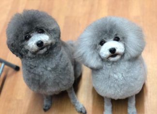 Japanese Pet Groomer Turns Dogs Into Stylishly Trimmed Animals