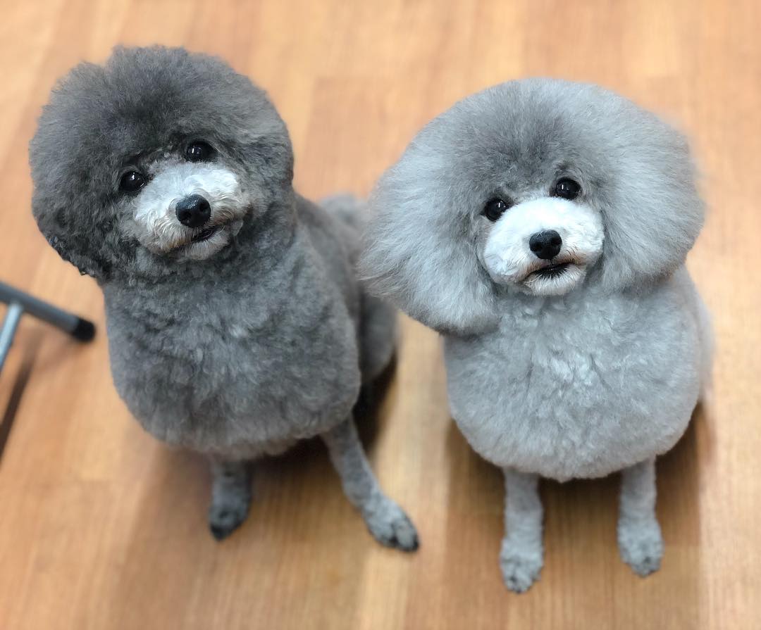 Japanese Pet Groomer Turns Dogs Into Stylishly Trimmed Animals Tettybetty