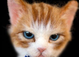Japanese Artist Creates Lifelike Portraits of Cats