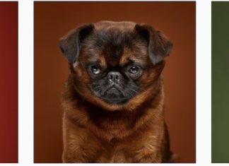 Photographers Explore the Amazing World of Dog Breeds