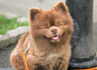 After Being Abandoned, Adorable Dog Becomes Gallery’s Mascot