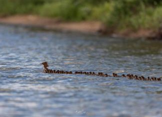Photographer Captures Mother Duck and Her Amazing Family of 76 Ducklings