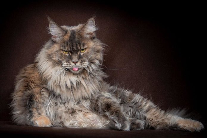 Maine Coons Cats Make them Look Like Mythical Creatures in Striking ...