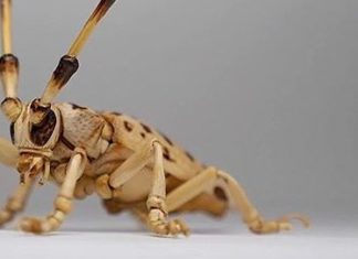 Lifelike Insects Expertly Crafted out of Bamboo Wood