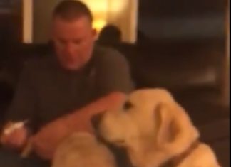 SweetDog is Jealous of Other Dog’s Ear Medicine