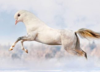 Artist Creates New Species of Animals Through Photoshop