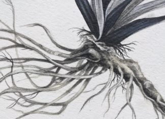 Haunting Drawings About Healing and Loss