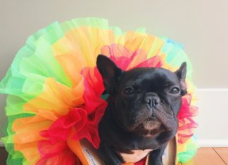 Trotter is the Most Fashionable Pup of the Web