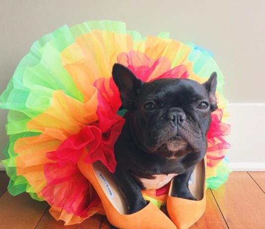 Trotter is the Most Fashionable Pup of the Web