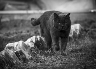 Twitter Account Pairs Cat Photos with Metal Lyrics and the Results Are Hilarious