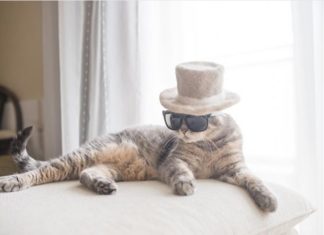 These Cats Wear Hats Made Of Their Own Shed