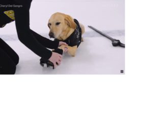 Rescue Dog Learns How to Ice Skate