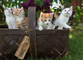 Tweets Cats Would Definitely Send (if They Could)