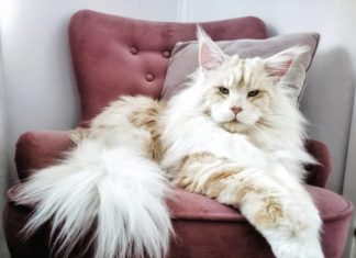 You Must See These Photos of a Huge Maine Coon