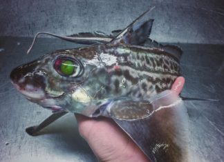 Russian Fisherman Posts Terrifying Creatures of the Deep Sea