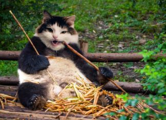 Cats + Photoshop = Awesome New Species