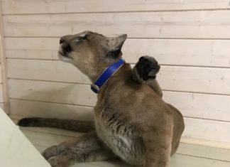 Meet Messi: A Puma Who Lives in a Cozy Russian Apartment