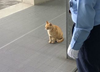 These Two Cats Tried to Get Into a Museum for Two Years