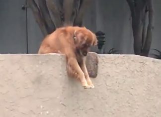 This Labrador Hanging Over The Wall Will Brighten Your Day
