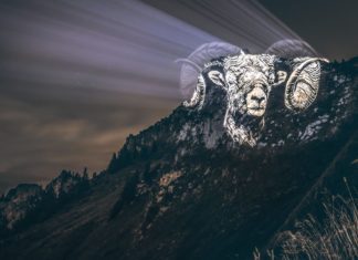 Artist Lights Up Endangered Animals to Raise Awareness