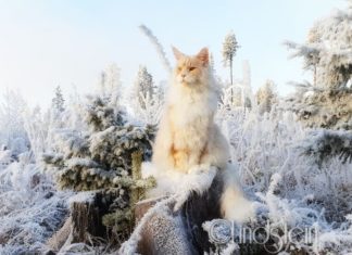 This Mainecoon Cat Will Make Your Cat Look Small