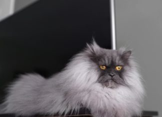 Meet Juno the Angry Cat