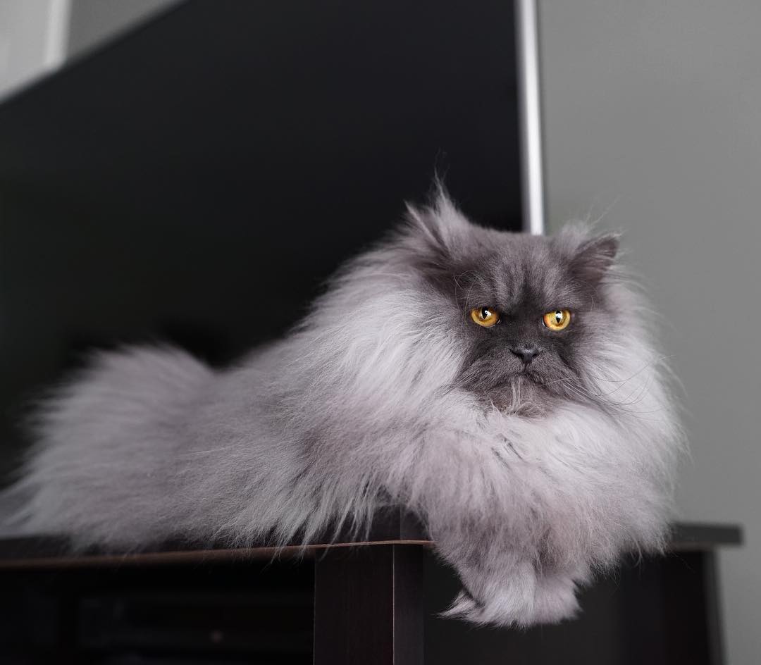 Juno the Angry Cat Is Fluffy Grumpiness Incarnated