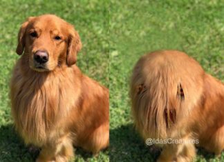 Instagrammer Turns Her Followers’ Pets Into Peculiar Creatures