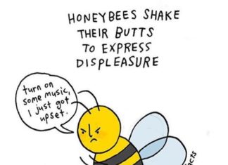 “Sad Animal Facts” is the Cutest Thing We’ve Seen on Instagram this Week