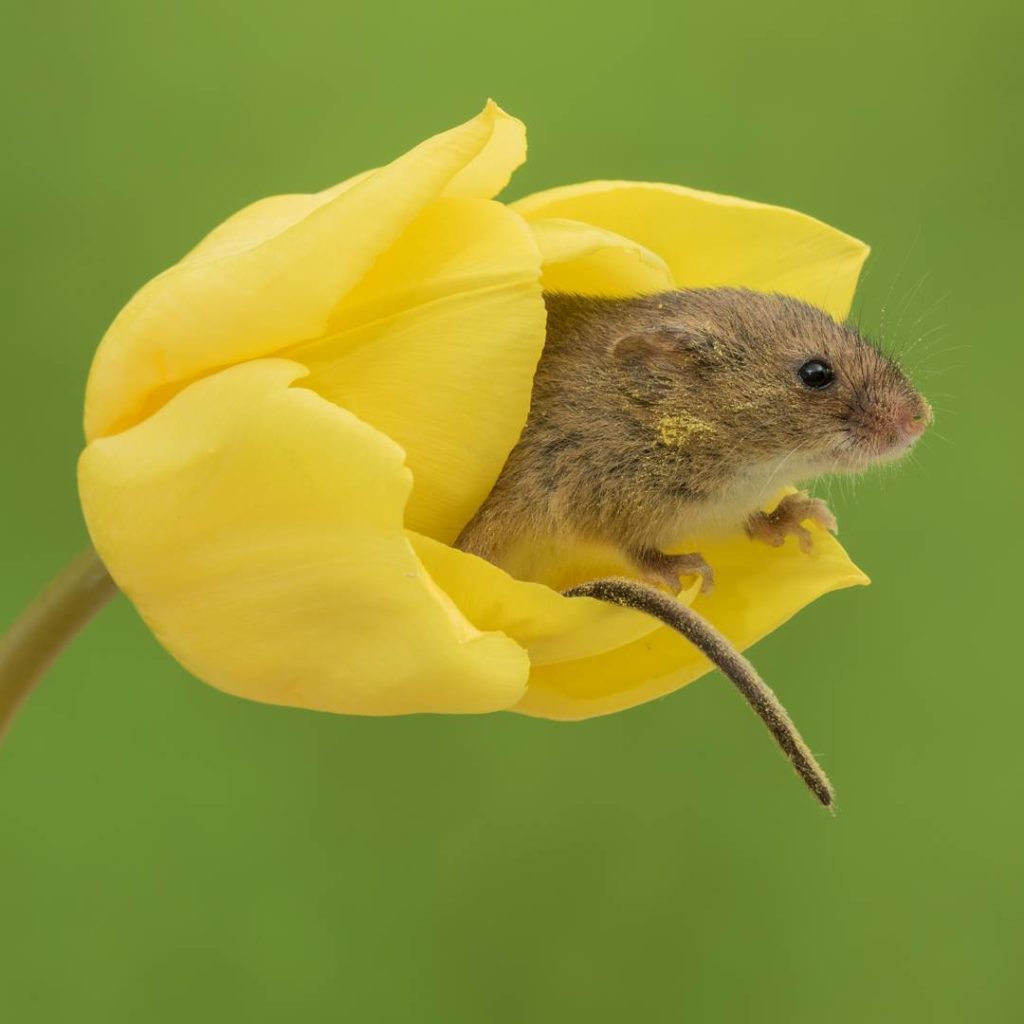 Mice in Tulips is the Cutest Thing You'll See Today TettyBetty