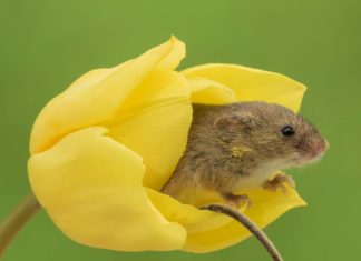 Mice in Tulips is the Cutest Thing You’ll See Today