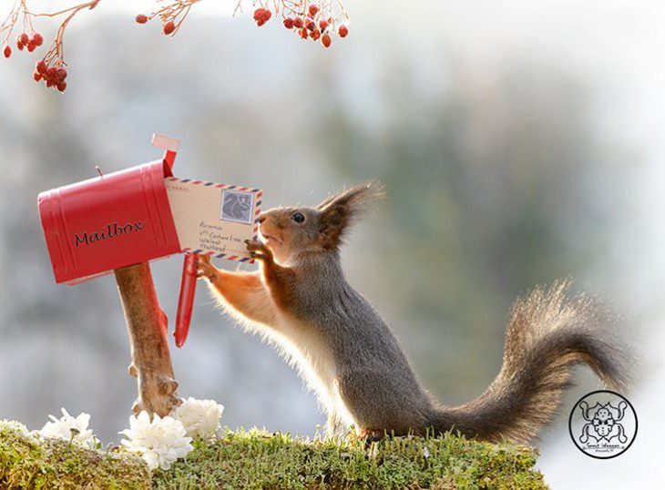 Photographer Captures Squirrels and Birds Daily Adventures TettyBetty