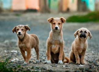 This Twitter Account Tweets Thoughts of Dogs