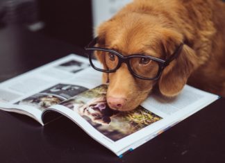 This Twitter Account Rates Dogs and it’s Adorably Amusing